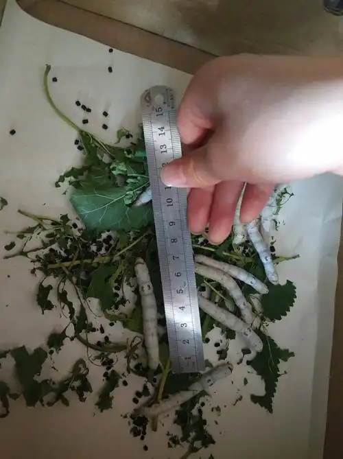 6月4日,最大的蚕宝宝已经七厘米啦!