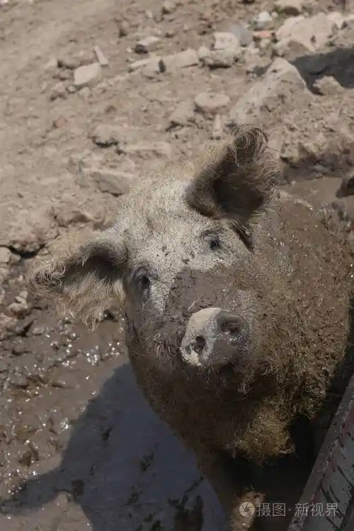 快乐的猪在泥里打滚曼格利萨羊毛羊猪健康环境与有机食品生产