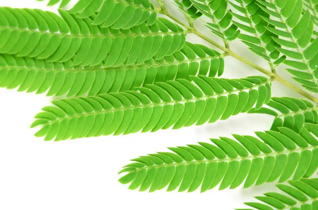 在白色背景上的合欢叶