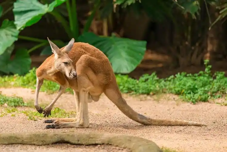 英国的国宝级动物是什么,全世界60个国家的珍稀国宝动物大盘点_赤子