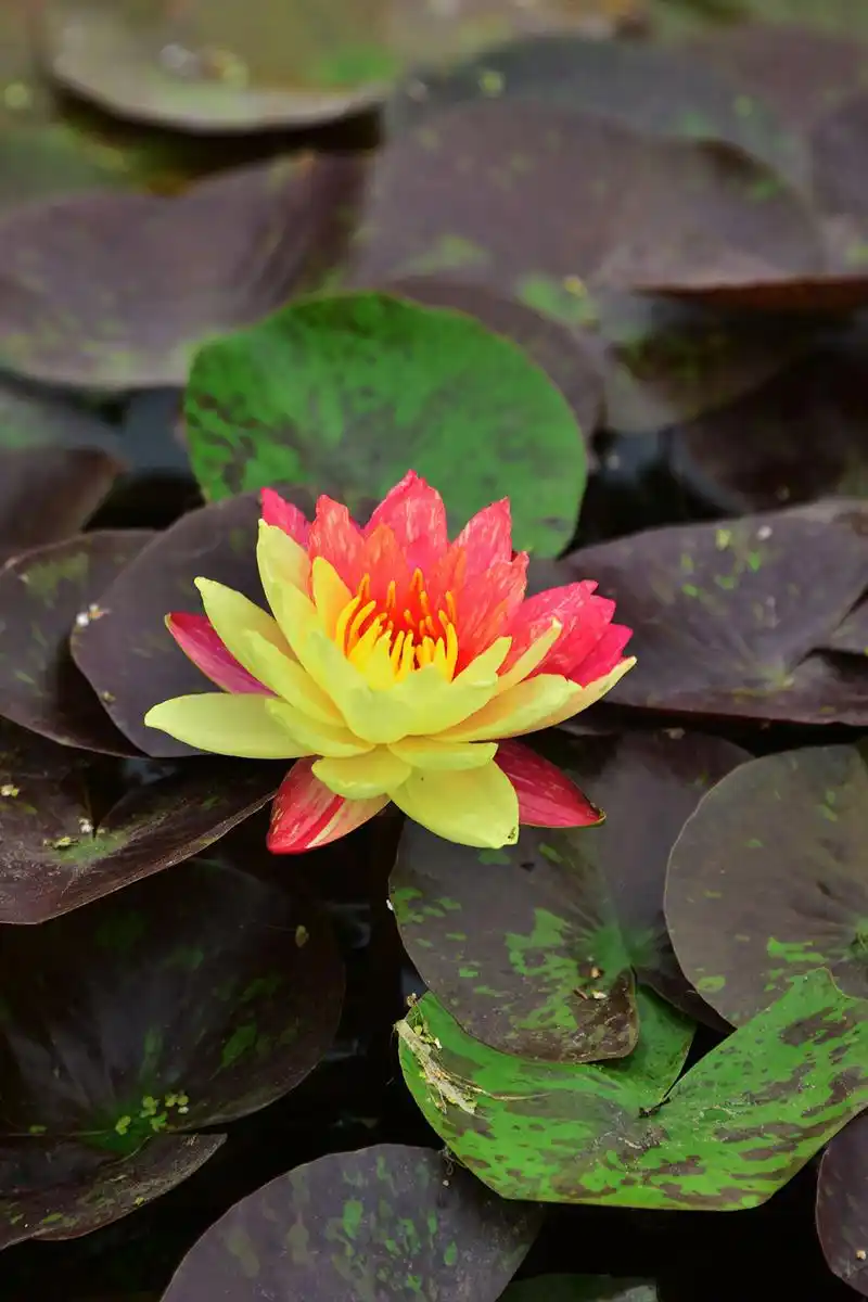 2022年7月22日,北京,圆明园荷花基地现珍稀双色睡莲"万维莎".