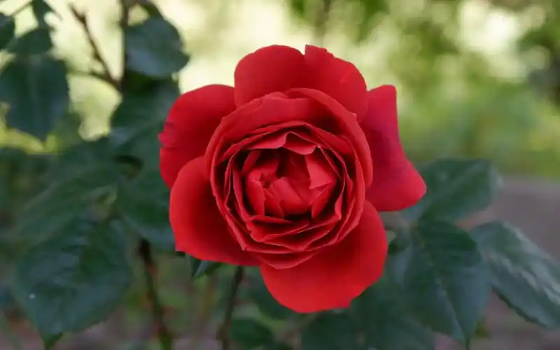 【植物】月季——火热巧克力_哔哩哔哩 (゜-゜)つロ 干杯~-bilibili