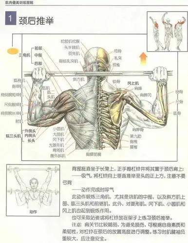 基础肩部训练方法