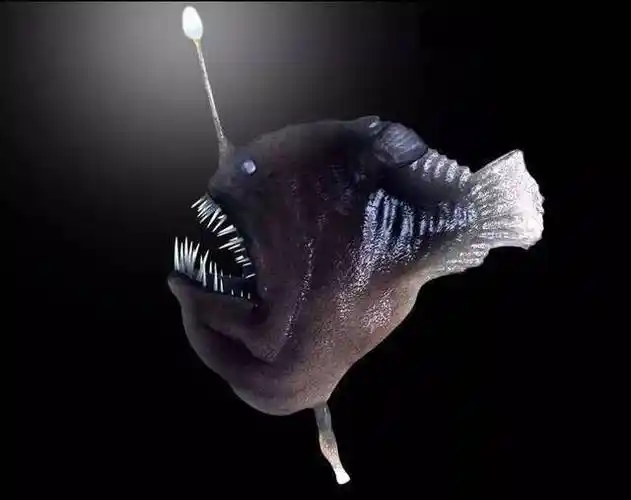 雄灯笼鱼到底有多懒?_深海_寄生_环境