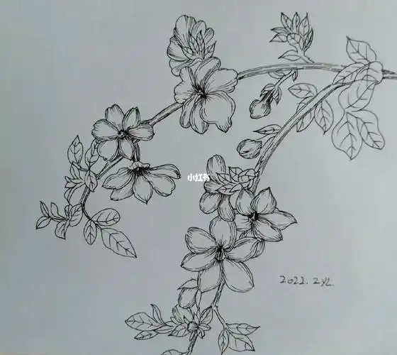 迎春花线描