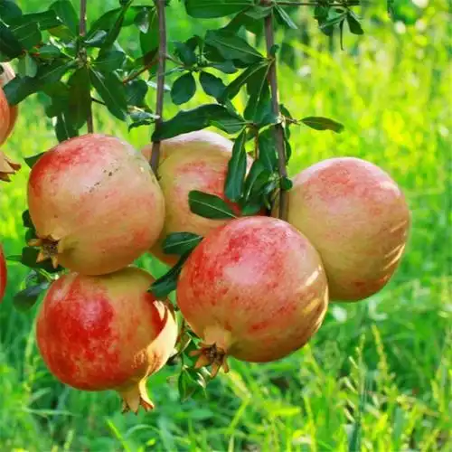 泰山红石榴苗批发 红珍珠石榴苗基地报价 石榴苗新品种量大优惠