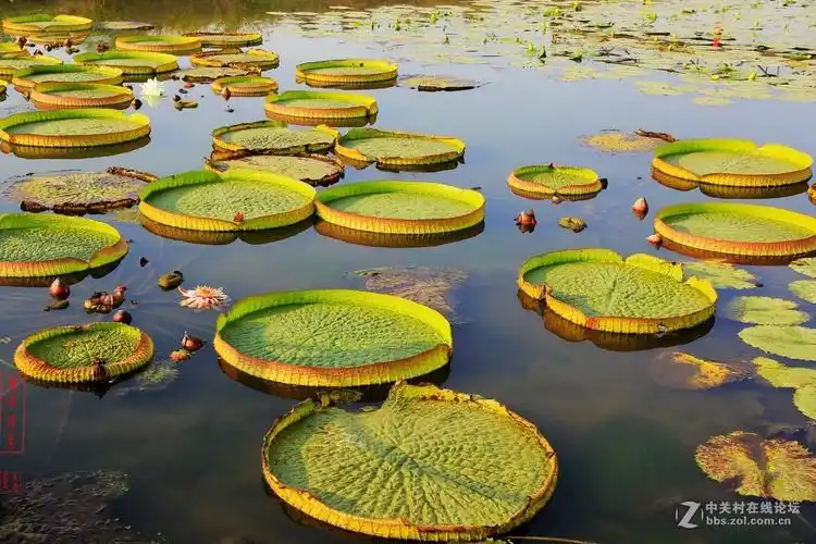 巨型睡莲