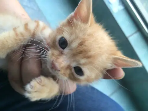 捡来的小猫,大概出生10天左右.已经养了一周了.