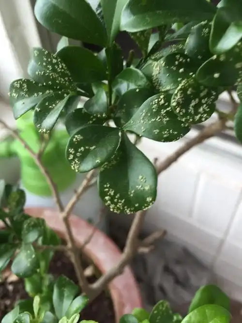 米兰得了一种病,我喷洒多菌灵农药无效,后来把生病的叶子全部剪掉也没