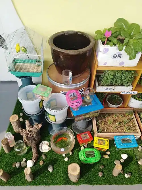 机关二幼本大七"绿色家园"自然角创设评比活动