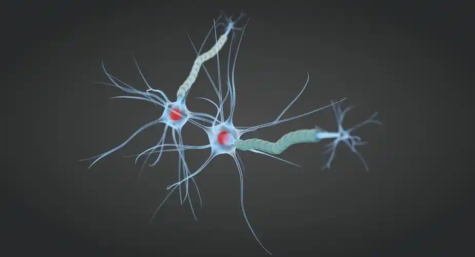 动画神经元3d模型