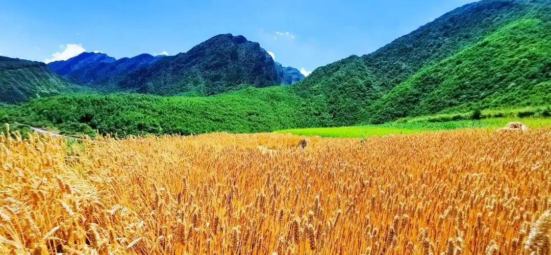 成熟的麦穗颗粒饱满远处蔚蓝天空下 涌动着金色的麦浪 绿色掩映的梯田