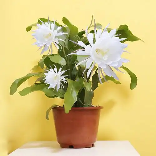 昙花苗室内阳台庭院植物绿色盆栽盆景花卉昙花一现适合新手养殖