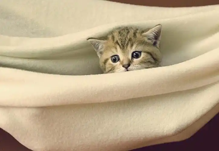 喵喵静静的看着你~心脏萌化了么