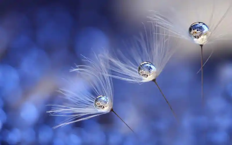 蒲公英,水滴,模糊 壁纸