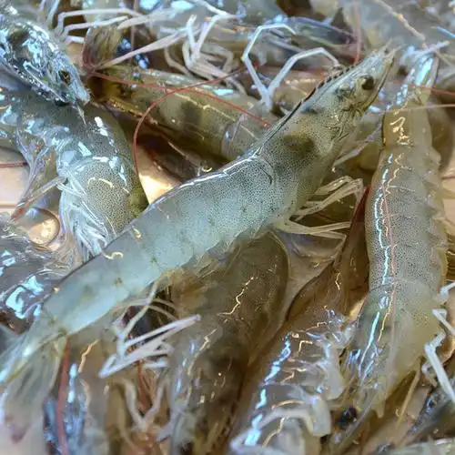 大菜园 新鲜大虾 鲜活海虾 基围虾 青岛大虾 海鲜水产 2斤【13-14cm】