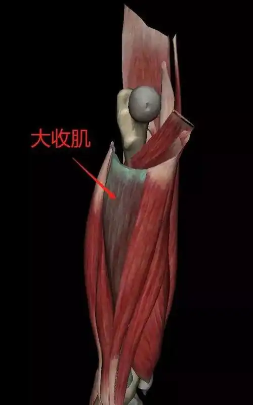 【大收肌】