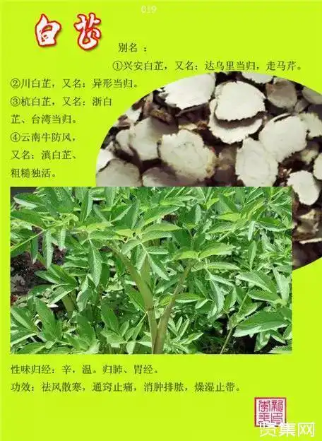 100种中草药大全名字和图片形态及功效主治