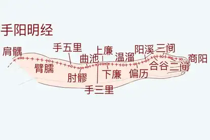 手阳明经图