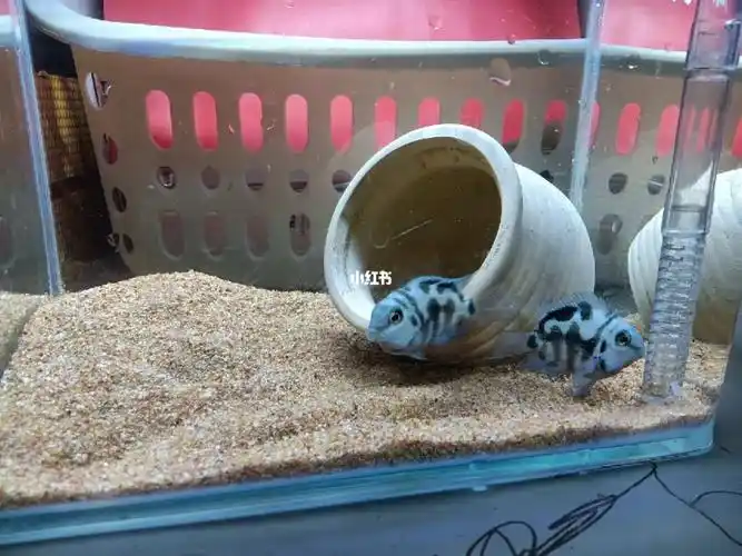 我自己看感觉是两个公的#迷你鹦鹉鱼