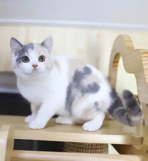 江苏 英短乳色 乳白 三花英短找家长