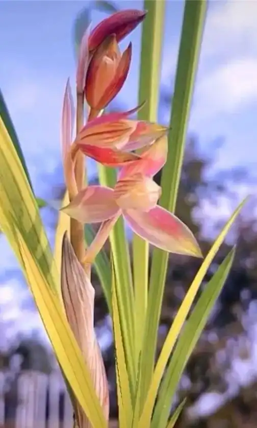 红霞素龙头.超级好艺带花 #兰花种植基地 #精品兰花 #兰花 - 抖音