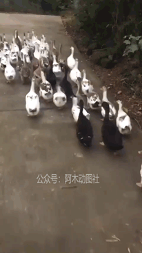 爆笑gif图这鸭子走出了六亲不认的步伐