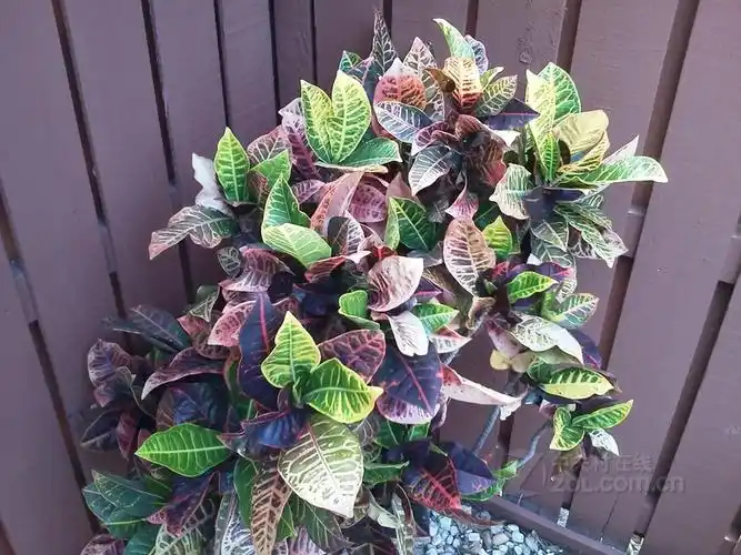 卡西欧c771 拍照效果(19/23)