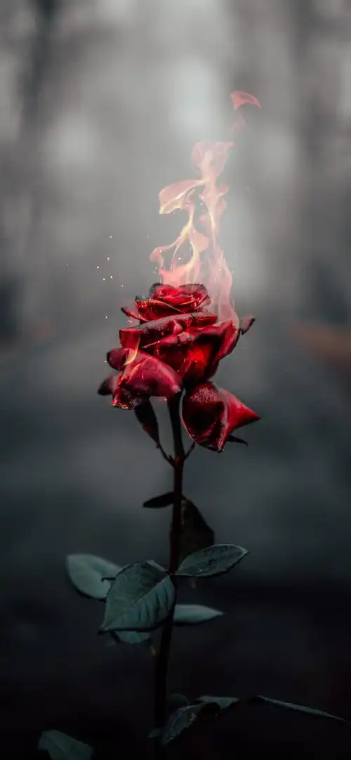 燃烧的玫瑰壁纸