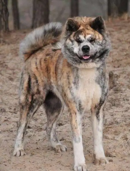 秋田犬性格从秋田犬的性格感受忠诚