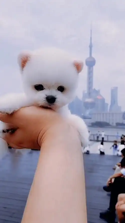 呆萌可爱的茶杯犬,你喜欢吗