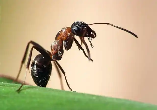 高清度透视小小的蚂蚁(12张照片精选)