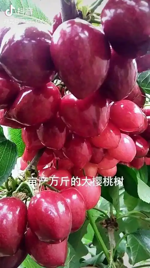 沙王大樱桃大果可达179克硬度好肥厚多汁口味好风味浓郁品质佳矮化