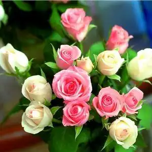 粉红色的玫瑰花头像