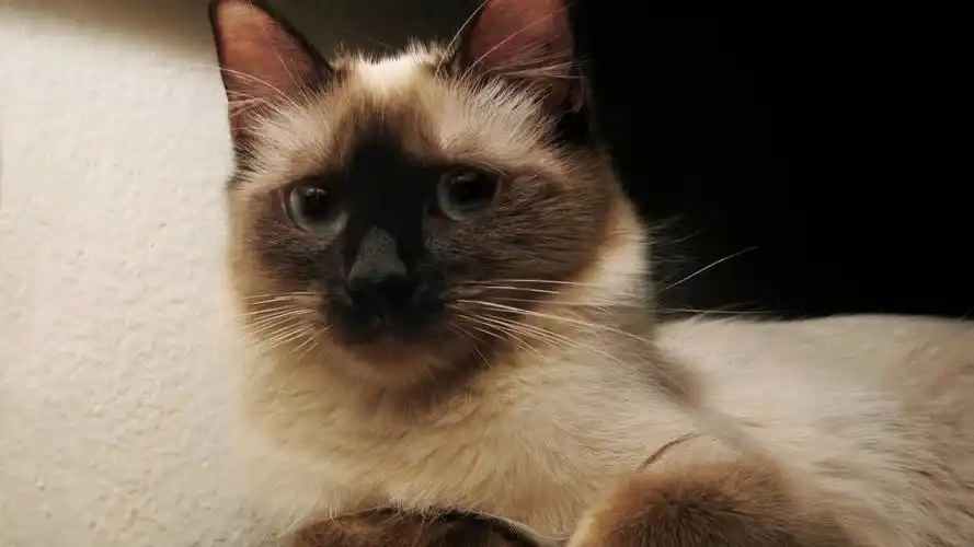 漂亮的暹罗猫高清宽屏桌面壁纸