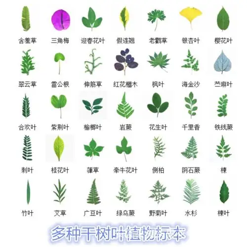 塑封干树叶_35多种植物教学 学校手工小礼物压花干花干树叶