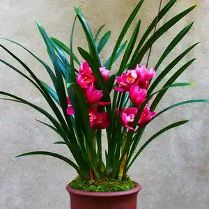 盆栽绿大将军惠长兰草型植兰/花卉宽花苗花期兰花/浓香大叶兰花