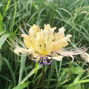 白色彼岸花稻草石蒜曼陀罗华白花盆栽地栽花卉绿植淡黄石蒜四季