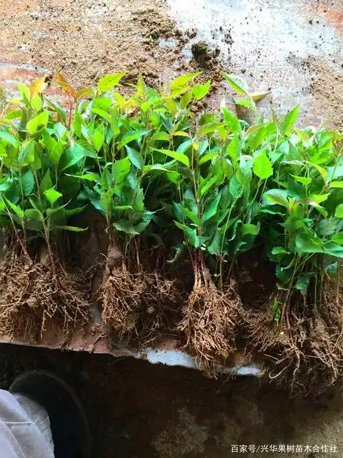 樱桃实生小幼苗出圃了,有大青叶和山樱等,秋后用作樱桃嫁接砧木