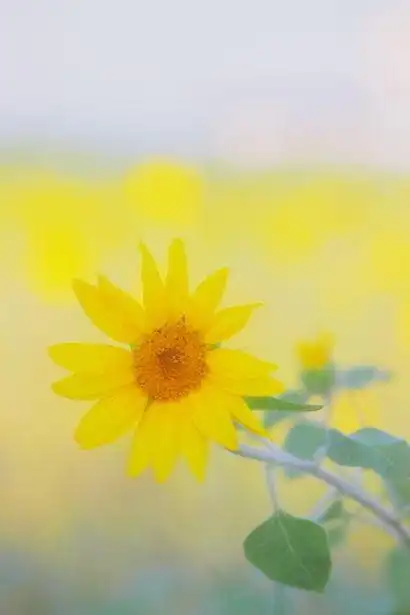 如果你也爱这抹温暖的黄色_唯美图片