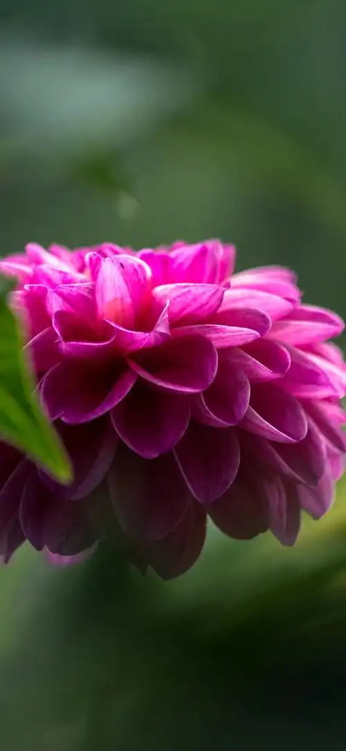 粉色大丽花,绿色朦胧的背景 iphone 壁纸