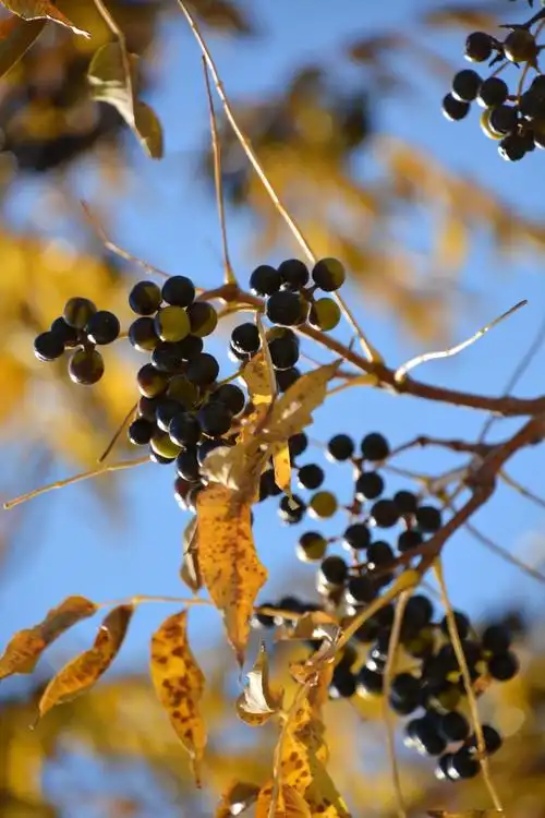 黄檗树果实原创拍摄