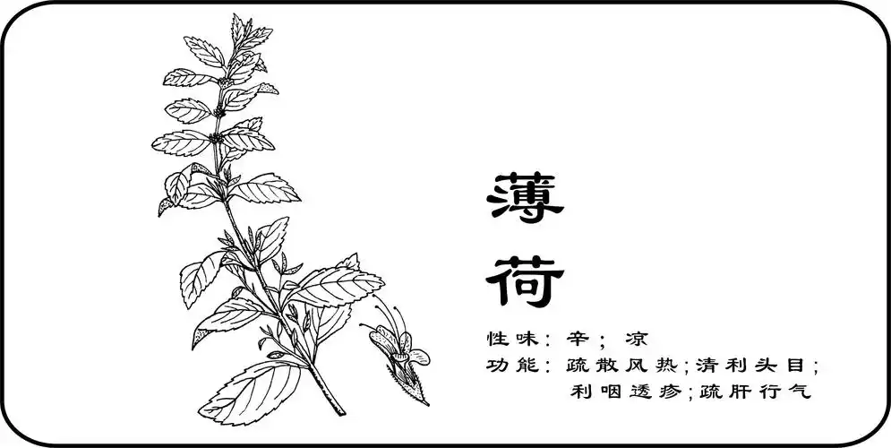 中草药手绘标示