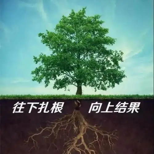 做一棵树,就要往下扎根向上结果