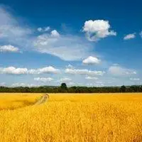 金色麦田微信头像寓意_微信头像图片大全