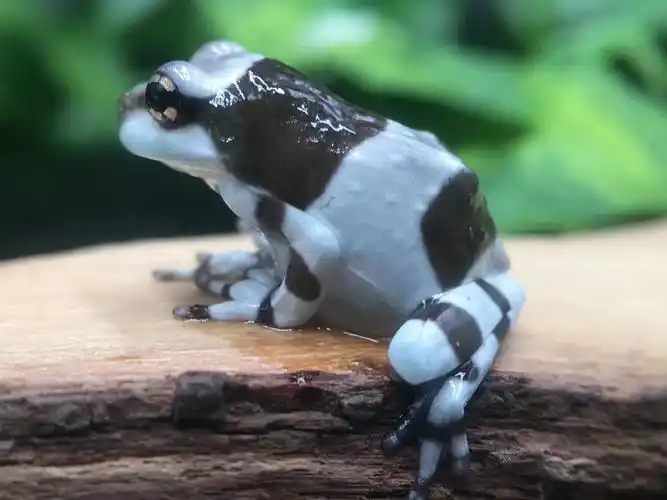 进入店铺大人宠物去购买06480元发货地:北京包邮06480折后:06