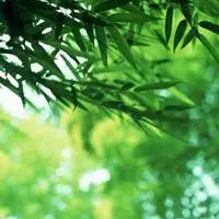 竹枝杆挺拔亭亭玉立的竹林头像图片大全淡竹叶太美丽了