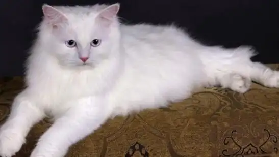 世界上最古老的长毛猫土耳其安哥拉猫白猫蓝眼2