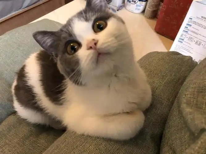 真实劝退小猫咪突然去喵星了