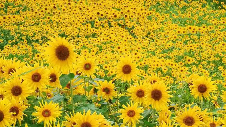 阳光般灿烂的向日葵摄影图片欣赏